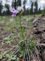 Penstemon pseudoputus