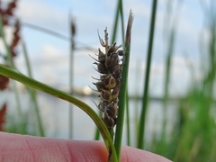 Carex lasiocarpa