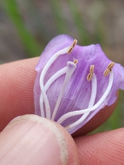 Penstemon pseudoputus
