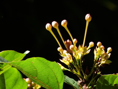 Clerodendrum longiflorum glabrum