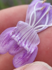 Penstemon pseudoputus