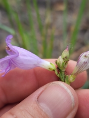 Penstemon pseudoputus