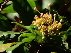 Clerodendrum longiflorum glabrum