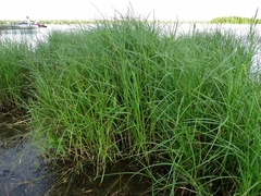 Carex lasiocarpa