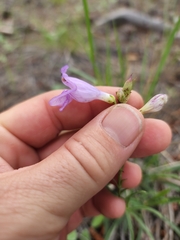 Penstemon pseudoputus