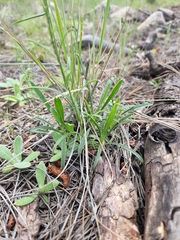 Penstemon pseudoputus