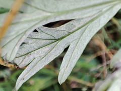 Phytomyza artemisivora