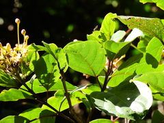 Clerodendrum longiflorum glabrum