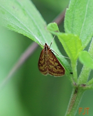 Pyrausta obtusanalis