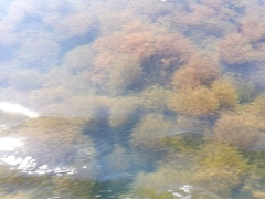 Hydrilla verticillata