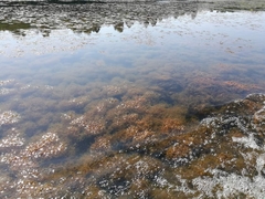 Hydrilla verticillata