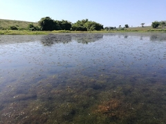 Hydrilla verticillata