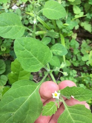 Solanum sarrachoides