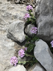 Noccaea rotundifolia