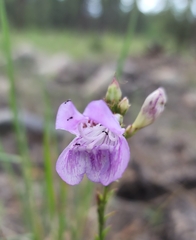 Penstemon pseudoputus