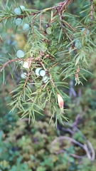 Oligotrophus juniperinus