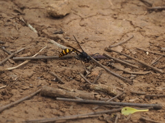Phimenes flavopictus blanchardi