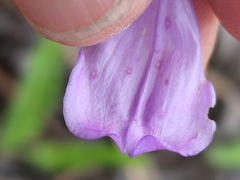 Penstemon pseudoputus