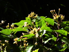 Clerodendrum longiflorum glabrum