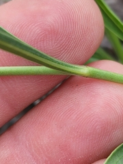 Penstemon pseudoputus