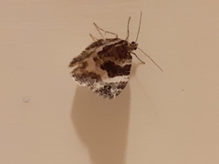 Epirrhoe rivata