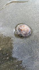 Cellana radians
