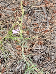 Penstemon pseudoputus
