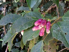 Clerodendrum longiflorum glabrum