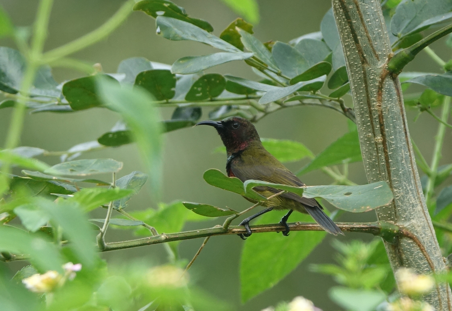Humblot's Sunbird illustration