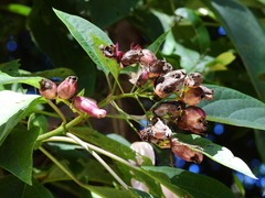 Clerodendrum longiflorum glabrum