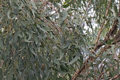 Eucalyptus longifolia