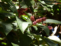 Clerodendrum longiflorum glabrum