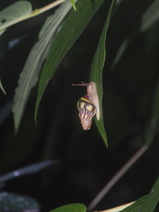 Amphidromus furcillatus