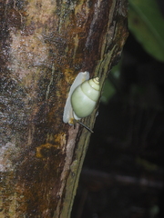 Amphidromus palaceus