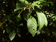 Clerodendrum longiflorum glabrum