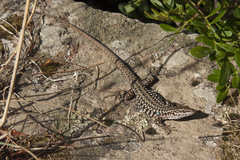 Podarcis siculus caporiaccoi