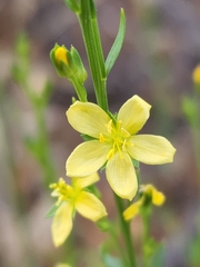 Linum neomexicanum