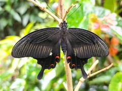 Papilio helenus