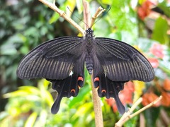 Papilio helenus