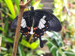 Papilio helenus