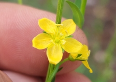Linum neomexicanum