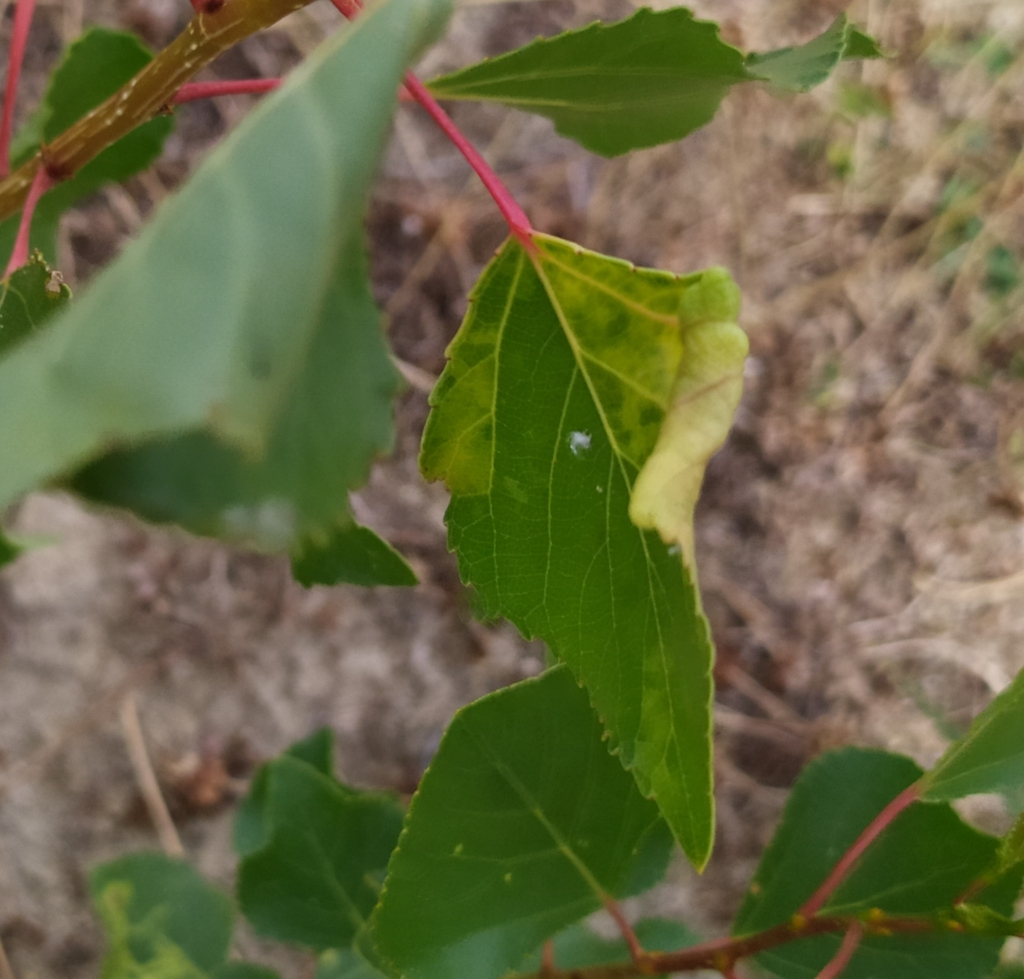 Aphid