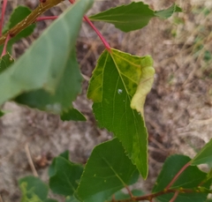 Thecabius lysimachiae