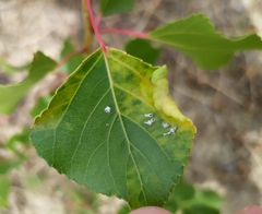 Thecabius lysimachiae