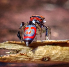 Maratus splendens