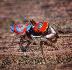 Maratus splendens