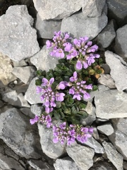 Noccaea rotundifolia