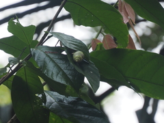 Amphidromus palaceus