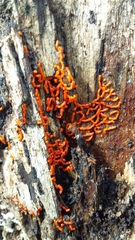 Willkommlangea reticulata