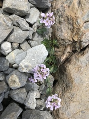 Noccaea rotundifolia
